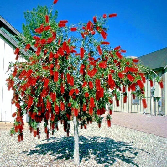 Weeping Bottlebrush Tree Seeds - 100 Pack - Callistemon viminalis - Garden Plant Seeds for Landscaping