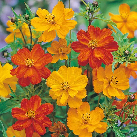 Cosmos Seeds - 200+ Polidor Mix - Colorful Flower Seeds for Garden Planting - Free Shipping in USA