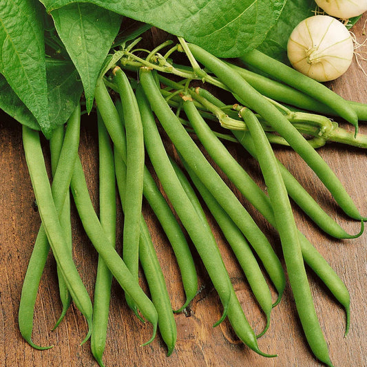 Green Bean Seeds - 30+ Count - Non-GMO Heirloom Provider Variety - Ideal for 2025 Planting