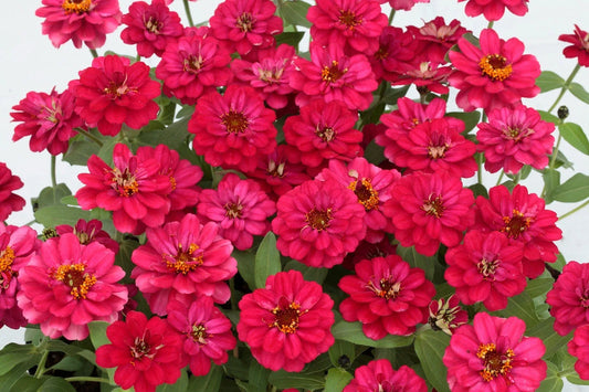 Profusion Double Hot Cherry Zinnia Seeds - 100+ Count - Zinnia elegans - Perfect for Garden Planting - USA