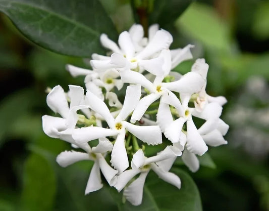 Green Star Jasmine Live Plant 3" Pot 10" Tall Trachelospermum Jasminoides Evergreen Climber Fragrant White Flowers