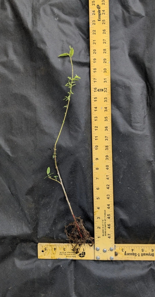Dappled Willow Tree 1–2 ft | Bare Root Live Tree | Salix integra ‘Hakuro Nishiki’ | Tricolor Leaves | Fast Growing Ornamental Shrub