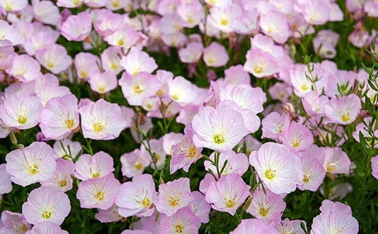 Showy Evening Primrose Seeds - 500 Organic Seeds - Oenothera Speciosa - Perennial Flower Seeds - USA Grown, Free Shipping