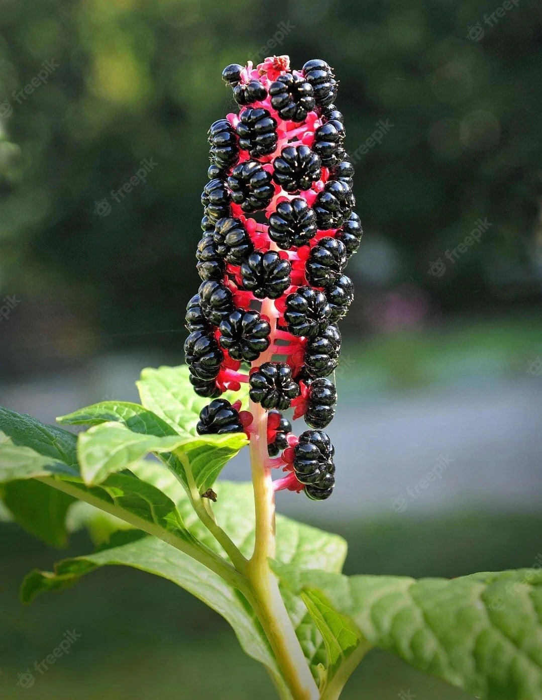 Whole American Pokeweed Berries - 50+ Air Dried Dragonberries (Phytolacca americana) for Crafts, Herbal Use, or Decoration