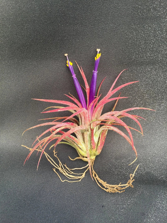 Tillandsia Ionantha Air Plant - Blushing Bride Bromeliad