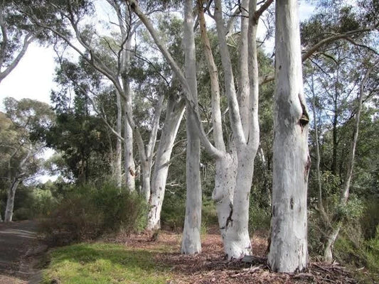 Red Spotted Eucalyptus Seeds - 50 Perennial Flower Seeds - Eucalyptus cinerea - Ideal for Gardens and Landscapes