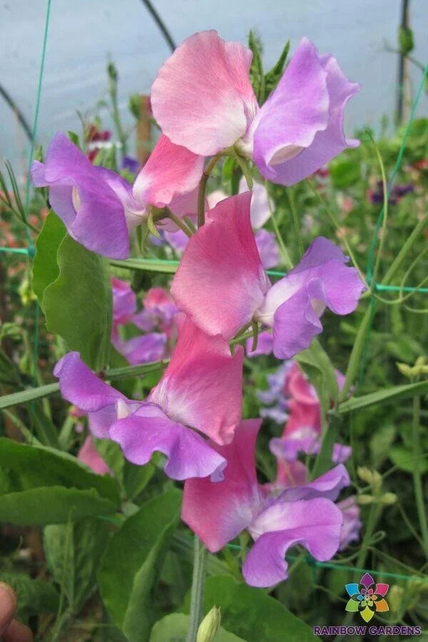 Ella Mountbatten Sweet Pea Seeds - 50+ Pack for Garden Planting - Lathyrus odoratus - USA - Free Shipping