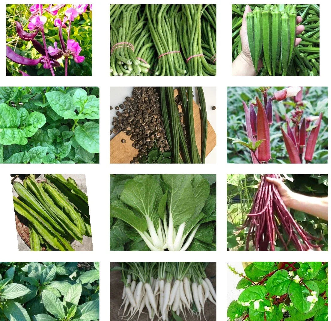 Asian Vegetable Seed Pack - 15 Packets, Bittermelon, Hyacinth Bean, Winged Bean & More, Heirloom Varieties