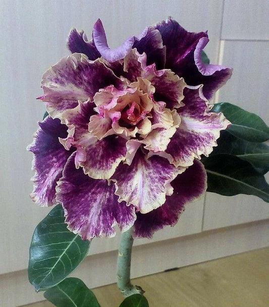 Purple Cream Desert Rose Seeds - Adenium Obesum - 4 Flower Seeds for Blooming Garden