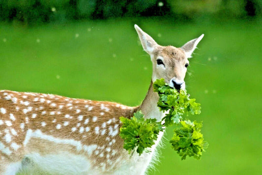 Deer Proof Wildflower Mix - 2000+ Seeds, 15 Native Annual & Perennial Varieties - Pollinator Friendly, Eco-Friendly Garden Plants