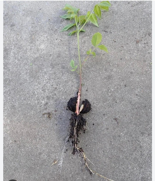 Natural Black Walnut Seedling Bare Root Juglans Nigra *Rescue* Under 10" Live Tree