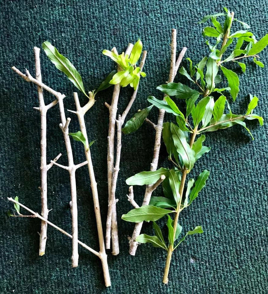 8 Organic Pomegranate Cuttings – Unrooted 9” Stems for Propagation – Punica granatum – Fruit Tree Starts – Heirloom Variety