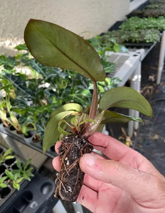 Philodendron Black Cardinal (Philodendron erubescens) Live Plant 3-5” Tall - Rare Dark Foliage Houseplant - Bareroot Starter
