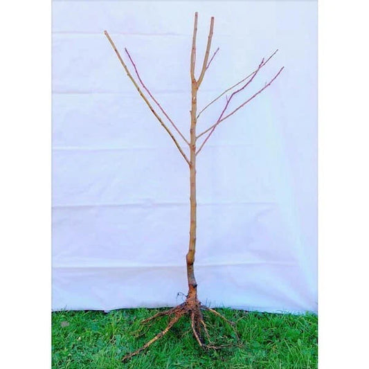Lapins Cherry Tree – 3 ft. Semi-Dwarf, Self-Pollinating, Bare Root, Sweet Dark Cherries, High Yield, 2-Year-Old Fruit Tree