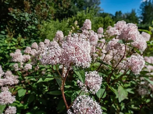 New Jersey Tea Seeds - 50 Pack - Blooming Shrub - Ceanothus americanus