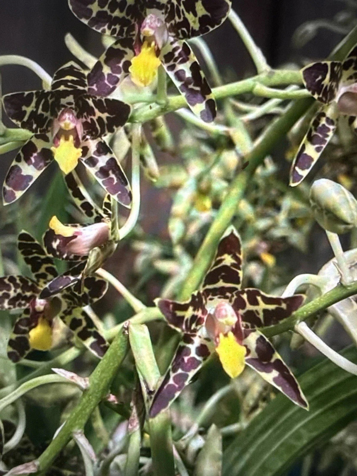 Orchid Plant Ansellia Africana 2 Stems Division with New Growth - Exotic African Orchid for Home Decor