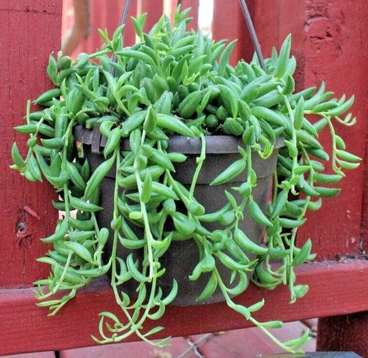 String of Bananas Cuttings 5" Long - Senecio Radicans - Unrooted - Easy Care Succulent Plant for Indoor Gardening