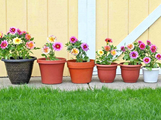 Dwarf Dahlia Patio Mix Seeds - 16" Tall Summer Flowers for Garden & Container - Ideal for Colorful Displays