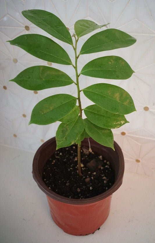 Soursop Tree 5" Guanábana Tropical Fruit Tree - Annona muricata