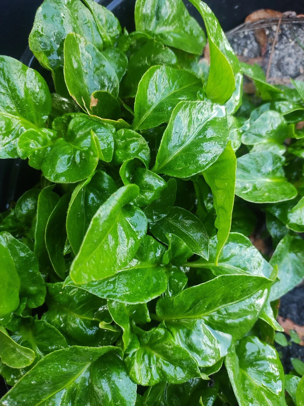 Brazilian Spinach Cuttings - 3 Pack - Sissoo Spinach - Alternanthera sissoo - Free Shipping
