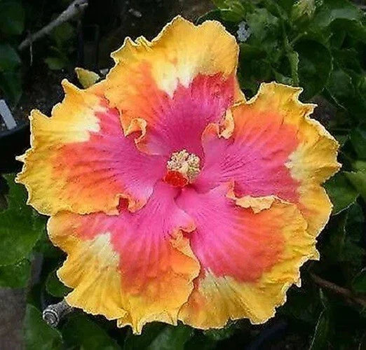 Hibiscus Seeds - 20 Perennial Pink Yellow Orange Flower Seeds - Hibiscus rosa-sinensis