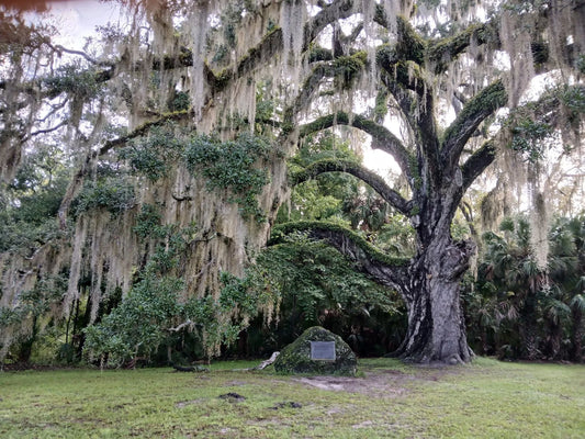 Live Oak Tree 6"-12" Rooted Florida Evergreen Quercus Virginiana Plants
