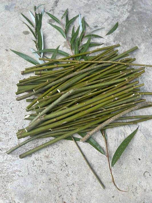 50 Hybrid Willow Tree Cuttings | Fast Growing Willow Variety | Salix spp.