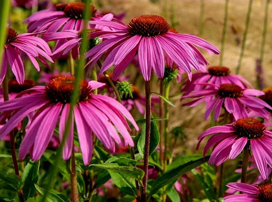 Purple Coneflower Seeds - 50+ Organic Heirloom Echinacea Purpurea - Non-GMO USA Grown