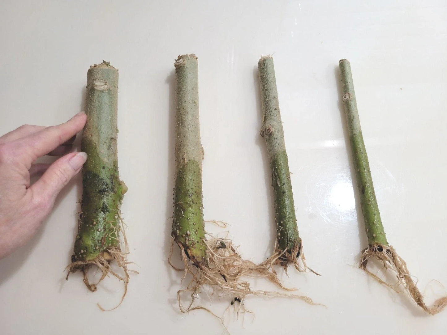 Rooted 7" Angel Trumpet Cuttings - Brugmansia - Choose Yellow, Pink, or White Flowers