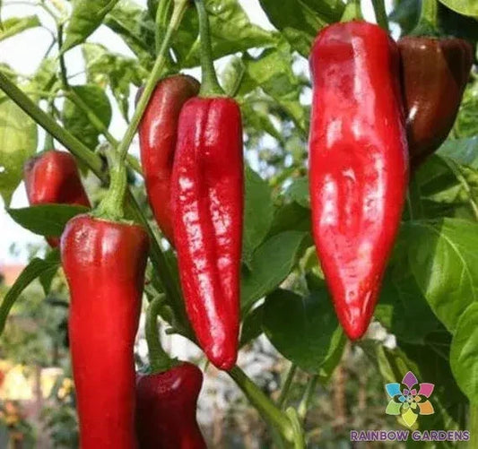 NuMex Big Jim Sweet Pepper Seeds - 25+ Pack for Garden Planting - Capsicum annuum - USA. Free Shipping Available!