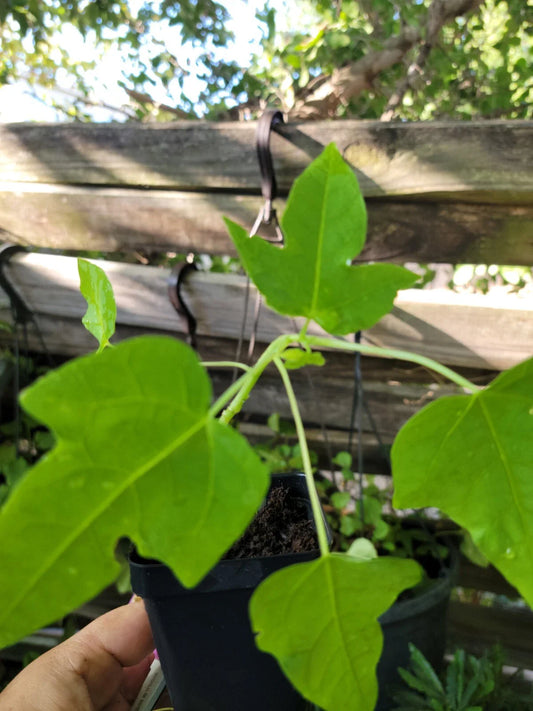 Papaya Live Plant 6-9 Inches - Carica papaya - Tropical Fruit Tree - Indoor/Outdoor Gardening