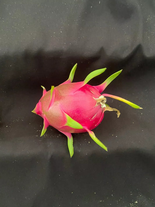 White Dragon Fruit Plant 3" Pot Hylocereus undatus Rooted Live Plant