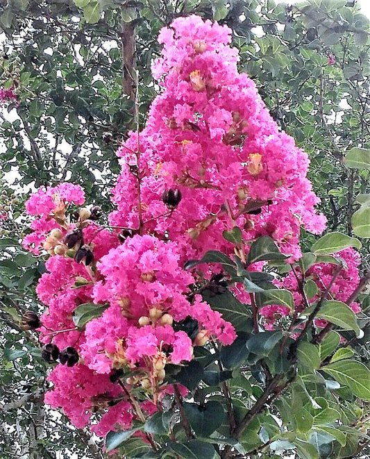 Heirloom True Pink Crepe Myrtle Trees 6" Rooted Cuttings Lagerstroemia Indica Fast-Growing Flowering Shrubs