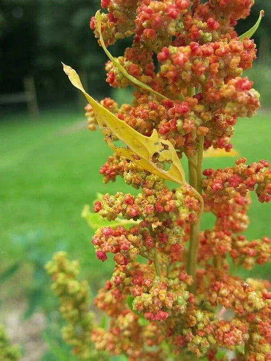 Lambsquarters Seeds for Planting (100 Seeds) - Chenopodium Album, Organic, Heirloom, Nutritious Green Vegetable Seeds