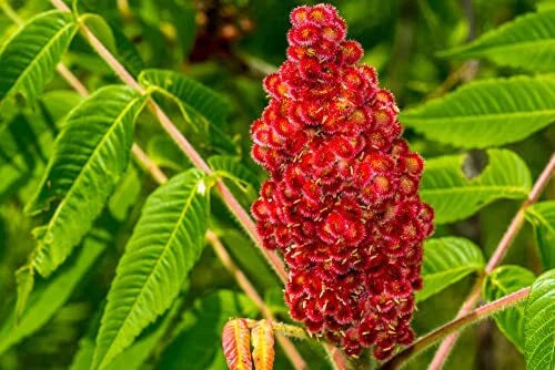 Staghorn Sumac Tree Seeds - 30 Count - Vibrant Summer Blooms - Rhus typhina