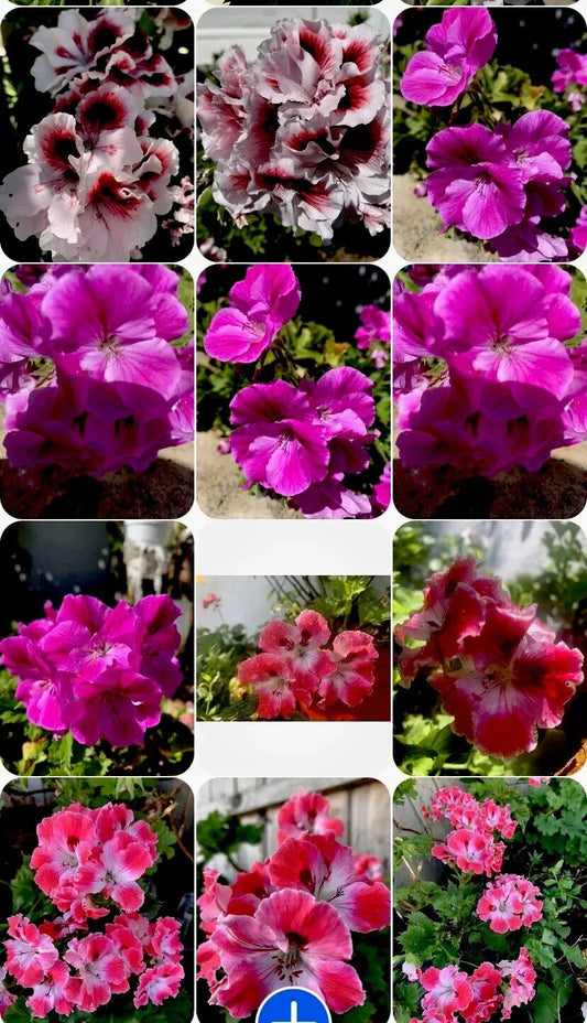 Live Geranium Plants Set of 3, Perennial Variety, 8 Inches Tall, Ideal for Garden Decoration, Pelargonium spp.