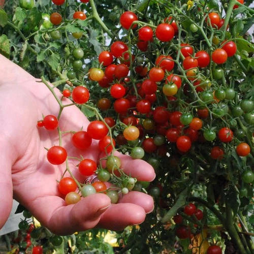 Sweet Pea Currant Tomato Seeds - Tiny Size - Rare Variety - Lycopersicon pimpinellifolium - 30+ Seeds
