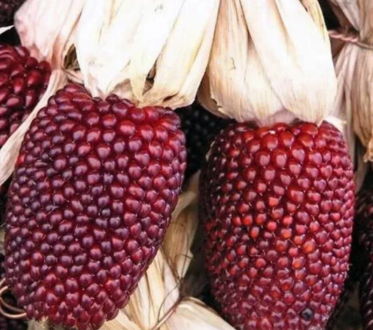 Rare Strawberry Corn Seeds - 50+ Non-GMO Heirloom Seeds - Unique Colorful Variety for Home Gardening