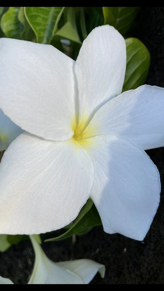 Hawaiian Fiddle Leaf Plumeria Plant #8, Fragrant, Tropical Foliage, Plumeria pudica