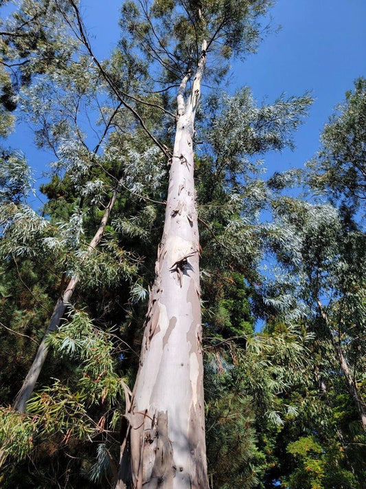 50 White Peppermint Eucalyptus Seeds | Perennial Flower Seeds | Eucalyptus globulus