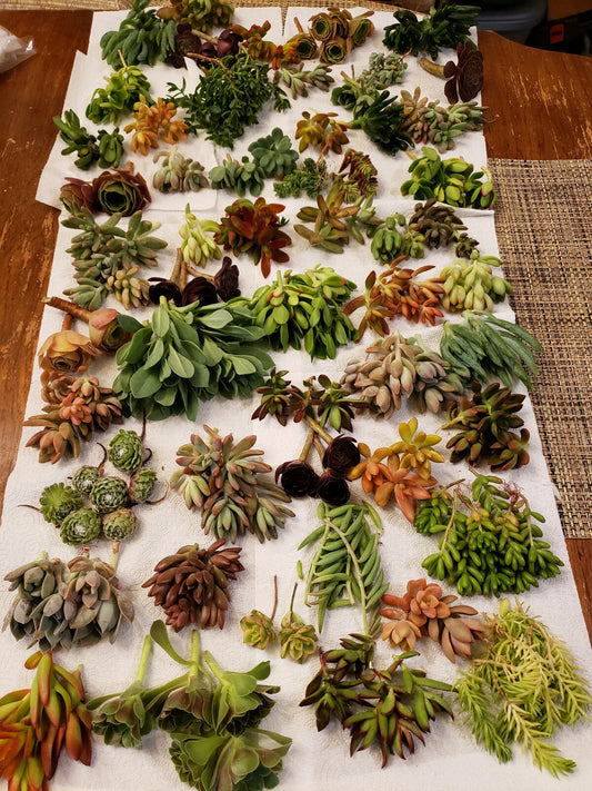 Premium Succulent Cuttings Set - 60 X-Large Varieties, 30 Different Types, Includes 5 Rare Varieties - Ideal for Gardening and Decor