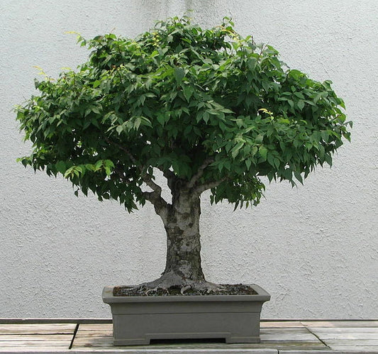 Japanese Zelkova Seeds, 30 Pack, Zelkova serrata, Ornamental Tree, Drought-Resistant, Shade Tree