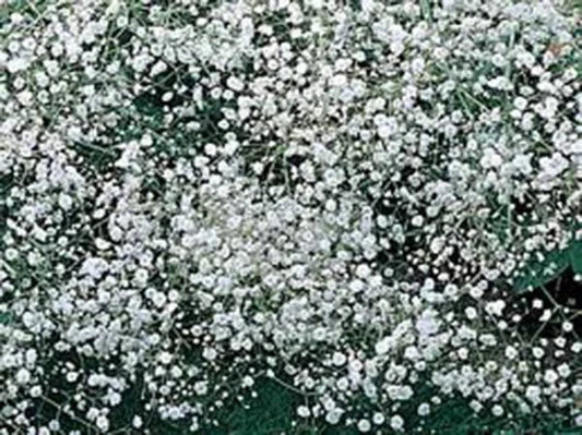 Baby's Breath Seeds - 1000+ Newly Harvested, Beautiful Snow-Like Blooms - Gypsophila elegans
