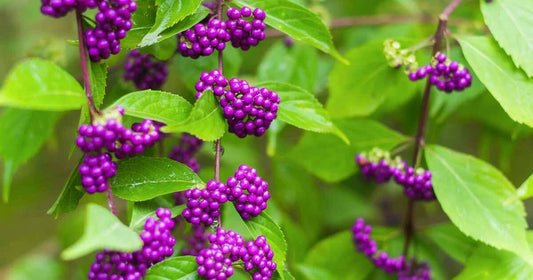 Purple American Beauty Berry Seeds - 50 Count - Callicarpa americana - Ideal for Gardens and Landscaping