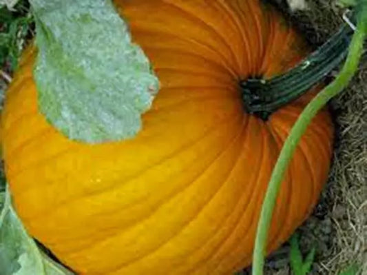 Pumpkin Seeds - 100 Count - Connecticut Field Heirloom - Non-GMO - Cucurbita pepo