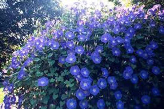 Morning Glory Seeds, 100 Seeds, Heavenly Blue, Crisp Blue Morning Glories, Ipomoea tricolor