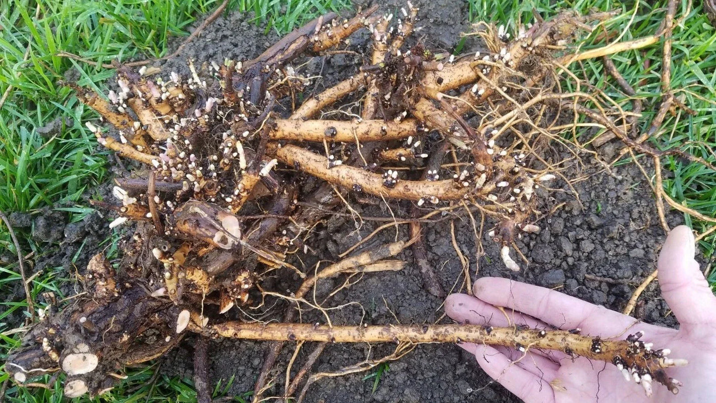 Hop Rhizomes - Jumbo Size - Cascade, Columbus, Glacier, Nugget, Chinook, Mt. Hood - Humulus lupulus - Fresh Organic Roots