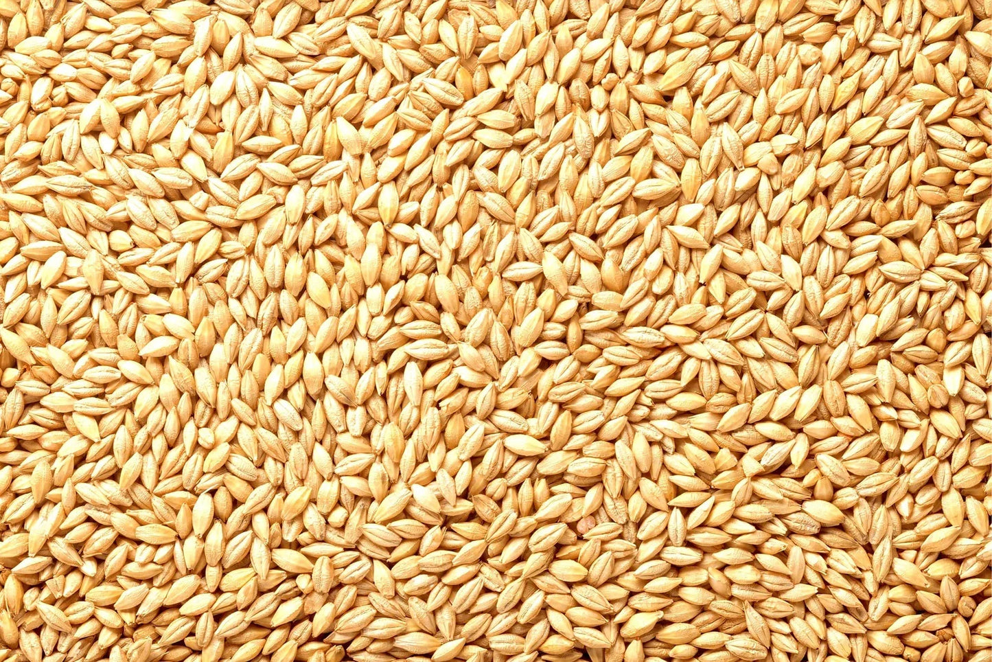 Whole Barley Seeds | 1 lb | All Natural for Juicing, Malt Brewing, Beer Making | Hordeum vulgare