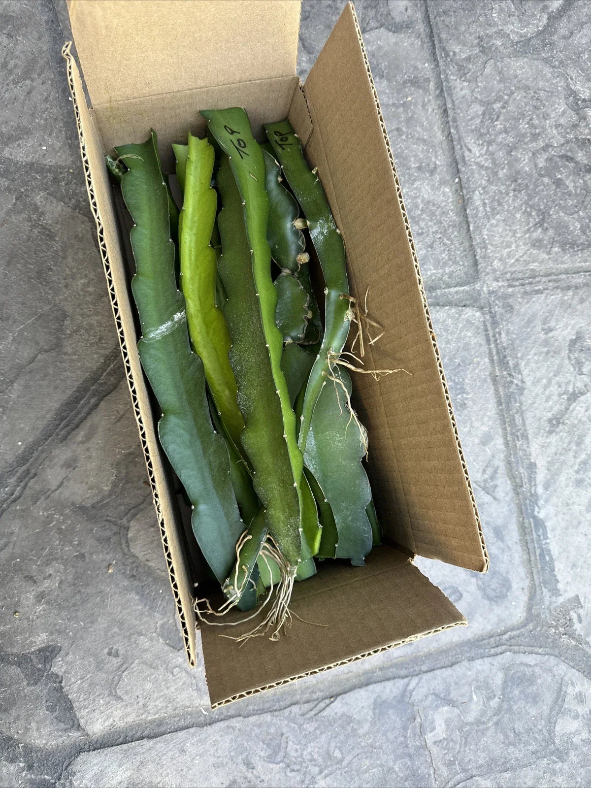 Rare Dragon Fruit Cuttings 8-12 Inches Long - Hylocereus Undatus - Exotic Cactus Plant for Home Gardening