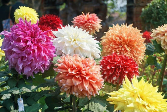 Giant Dahlia Flower Bulbs - Mixed Color Assortment - Dahlia spp. - Plant for Vibrant Garden Blooms